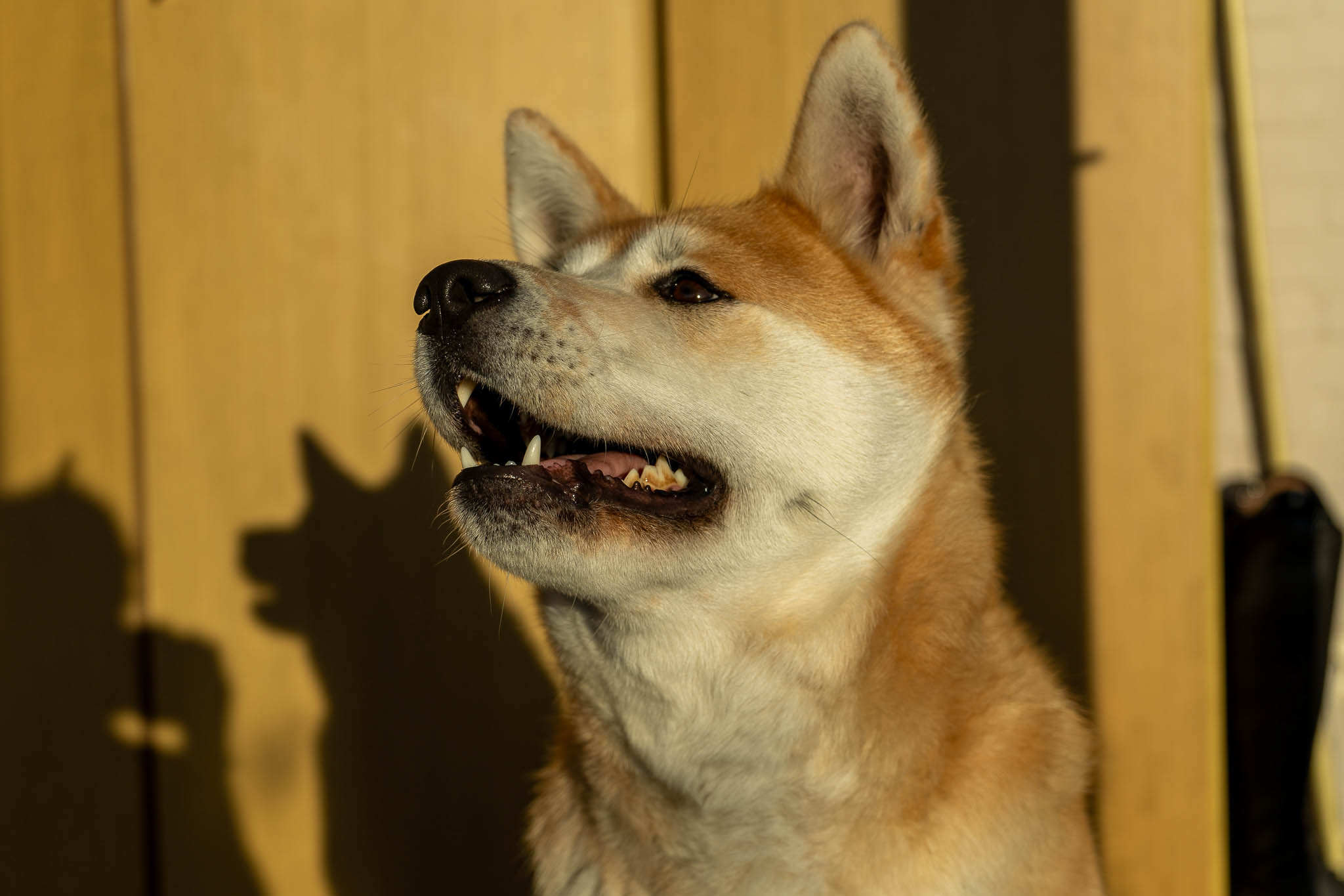 Portfolio foto
